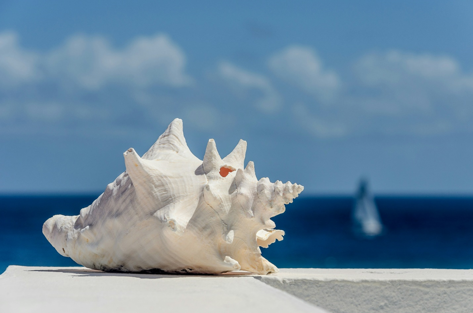 Shell with ocean in the background.